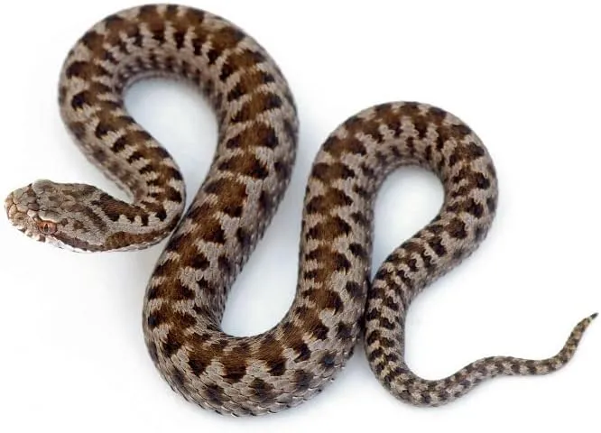 OSDPISCINES_BSI-960-0001_002