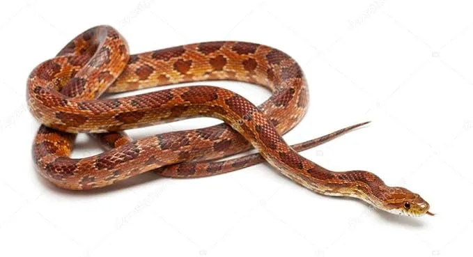 OSDPISCINES_BSI-960-0001_003